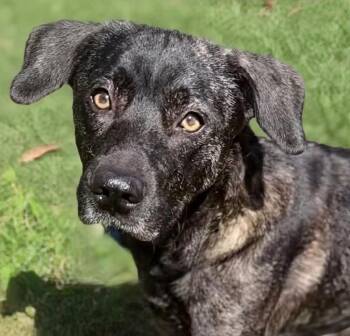 Gracie -  Plott Hound and Mixed Breed Dog for Adoption in Buford, Georgia - Gracie | PetCurious