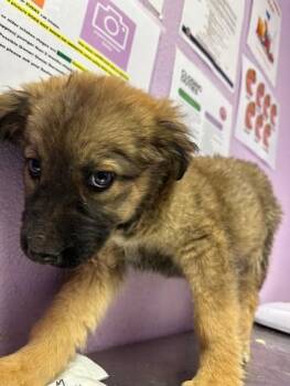 German Shepherd Dog and Mixed Breed Dogs Available for Adoption in El Paso, Texas - 60918539 | PetCurious