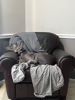 Rescue Weimaraner Dogs for Adoption in Grand Rapids, Michigan - Fenix | PetCurious