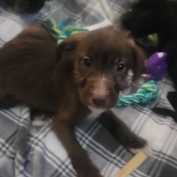 Rabbit Rose -  Poodle and Mixed Breed Dog for Adoption in Dayton, Ohio - Rabbit Rose | PetCurious