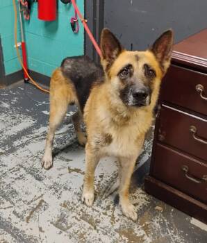 Clyde #158 -  German Shepherd Dog Dog for Adoption in New Lexington, Ohio - Clyde #158 | PetCurious