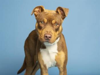 STUNNA -  Pit Bull Terrier and Mixed Breed Dog for Adoption in Phoenix, Arizona - STUNNA | PetCurious