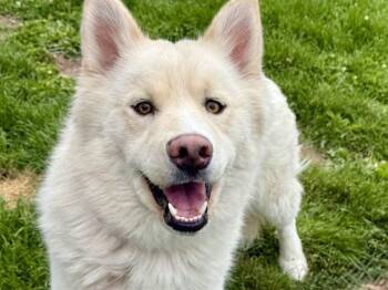 Siberian Husky Dogs Available for Adoption in Pueblo, Colorado - LIONEL | PetCurious