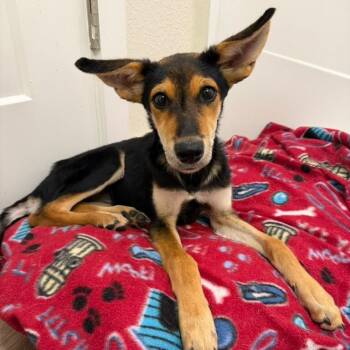 Lulu Legs -  Shepherd Dog for Adoption in Houston, Texas - Lulu Legs | PetCurious