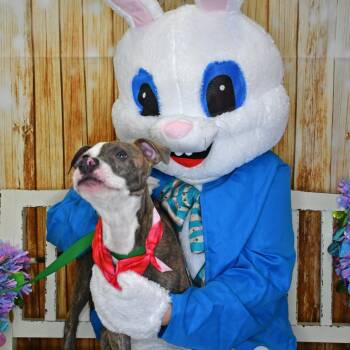 Pit Bull Terrier and Black Mouth Cur Dogs Available for Adoption in Beaumont, Texas - Ronnie | PetCurious