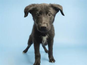 WILL -  Labrador Retriever and Mixed Breed Dog for Adoption in Phoenix, Arizona - WILL | PetCurious