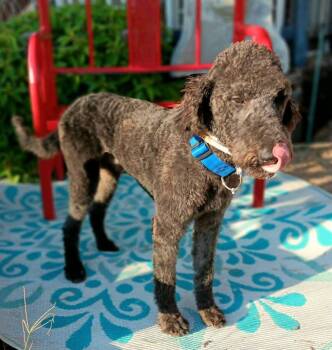 Rescue Poodle Dogs for Adoption in Williston, Vermont - Jack | PetCurious