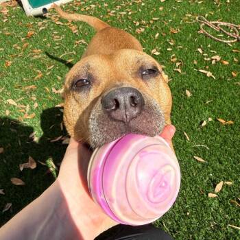 Neptune -  Terrier Dog for Adoption in Titusville, Florida - Neptune | PetCurious