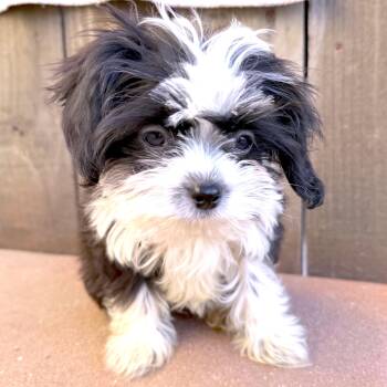Skunk -  Shih Tzu and Maltese Dog for Adoption in Los Angeles, California - Skunk | PetCurious