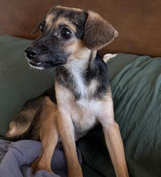 Rescue Chihuahua Dogs for Adoption in Ferndale, Washington - Dale | PetCurious