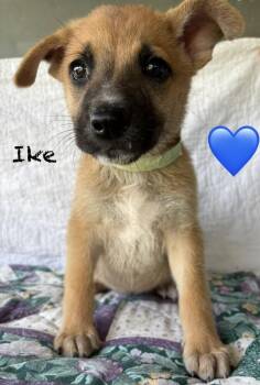 Shepherd Dogs Available for Adoption in Brewster, New York - Ike (I Pups) | PetCurious