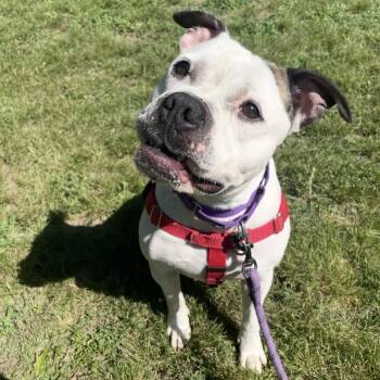 Ladybug -  American Bulldog and Mixed Breed Dog for Adoption in Eatontown, New Jersey - Ladybug | PetCurious