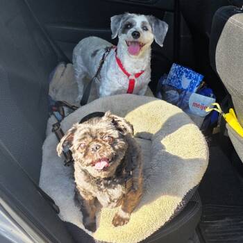 Rescue Shih Tzu Dogs for Adoption in Michigan City, Indiana - Cookie | PetCurious