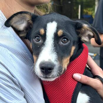 Bruno -  Labrador Retriever Dog for Adoption in Rockville, Maryland - Bruno | PetCurious