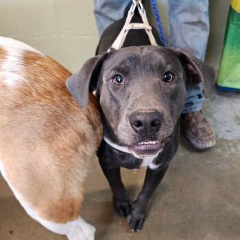 Rescue Pit Bull Terrier Dogs for Adoption in Eureka Springs, Arkansas - Apollo | PetCurious
