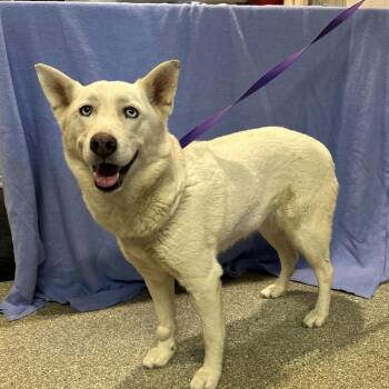 IVHS-Stray-143896 -  Husky Dog for Adoption in San Gabriel, California - IVHS-Stray-143896 | PetCurious