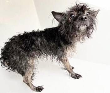 Yorkshire Terrier Dogs Available for Adoption in Houston, Texas - A657136 | PetCurious