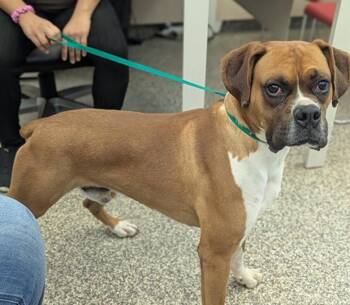 Dan -  Boxer Dog for Adoption in Denver, Colorado - Dan | PetCurious