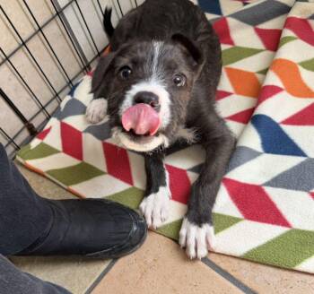 Terrier Dogs Available for Adoption - Archie | PetCurious