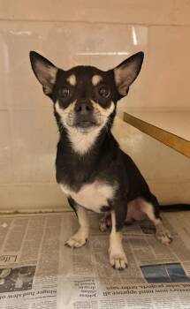 Todd -  Chihuahua Dog for Adoption in Elkhorn, Wisconsin - Todd | PetCurious