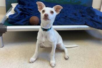 BASIL -  Chihuahua Dog for Adoption in Mckinleyville, California - BASIL | PetCurious
