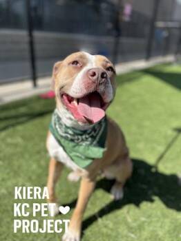 Kiera -  Pit Bull Terrier and Mixed Breed Dog for Adoption in Kansas City, Missouri - Kiera | PetCurious