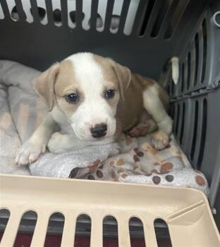 TONKA -  Labrador Retriever and Mixed Breed Dog for Adoption in Houston, Texas - TONKA | PetCurious