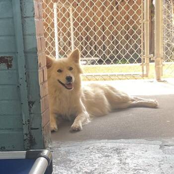 S-Karah -  Husky and Mixed Breed Dog for Adoption in Tulsa, Oklahoma - S-Karah | PetCurious