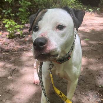 Pleasant Pup -  Mixed Breed Dog for Adoption in Greensboro, North Carolina - Pleasant Pup | PetCurious