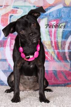 Pebbles -  Pug and Shepherd Dog for Adoption in Gilbert, Arizona - Pebbles | PetCurious