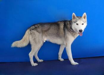 SIMBA -  Siberian Husky Dog for Adoption in Pasadena, California - SIMBA | PetCurious