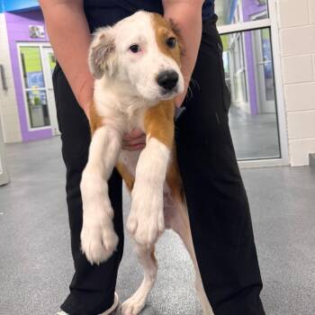Great Pyrenees and Mixed Breed Dogs Available for Adoption in Montgomery, Alabama - Theodore | PetCurious
