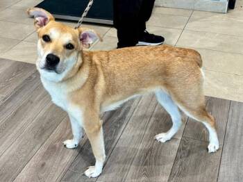 German Shepherd Dog and Mixed Breed Dogs Available for Adoption in Rowlett, Texas - STARR | PetCurious