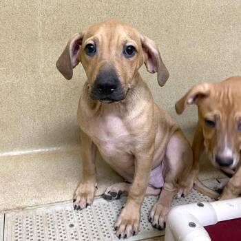 Sandy -  Coonhound and Labrador Retriever Dog for Adoption in Monroe, Georgia - Sandy | PetCurious