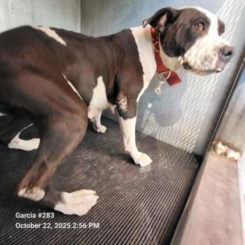 Rescue American Staffordshire Terrier Dogs for Adoption in San Antonio, Texas - CHAPARA | PetCurious