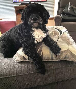 Cockapoo Dogs Available for Adoption - Stella | PetCurious