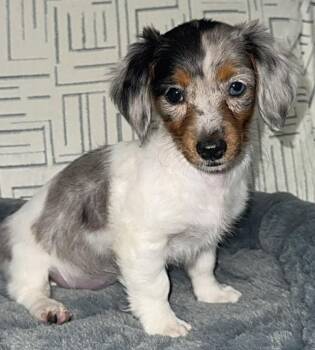 Dachshund Dogs Available for Adoption - CRUELLA | PetCurious