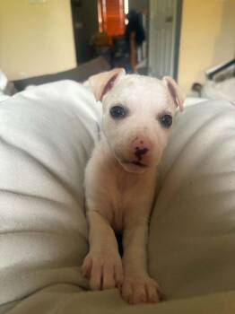 Delaware : Odessa -  Jack Russell Terrier and Mixed Breed Dog for Adoption in Aurora, Indiana - Delaware : Odessa | PetCurious