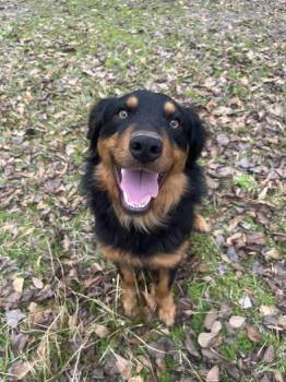Australian Shepherd and Border Collie Dogs Available for Adoption - Jake | PetCurious