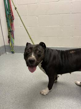 MUMMY -  Pit Bull Terrier Dog for Adoption in Indianapolis, Indiana - MUMMY | PetCurious
