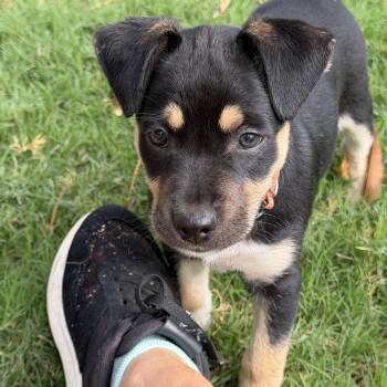 Reide -  Australian Kelpie and Miniature Pinscher Dog for Adoption in Gilbert, Arizona - Reide | PetCurious