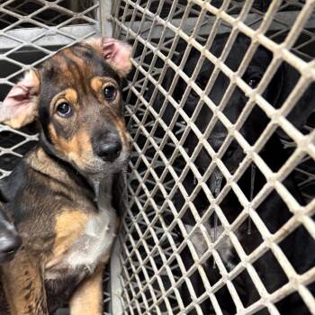 Tricera -  Labrador Retriever and Shepherd Dog for Adoption in Edinburg, Texas - Tricera | PetCurious