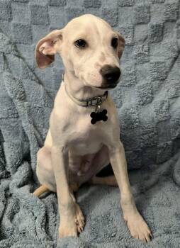 Rescue Mixed Breed Dogs for Adoption in Puyallup, Washington - Dobby | PetCurious