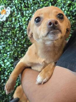 Chihuahua and Mixed Breed Dogs Available for Adoption - 60419362 | PetCurious