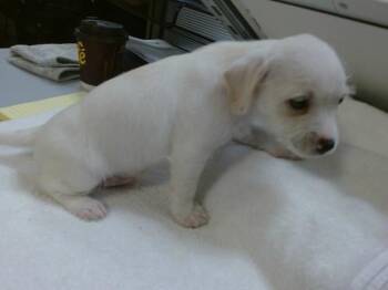 Chihuahua and Mixed Breed Dogs Available for Adoption in Doral, Florida - BENTO | PetCurious