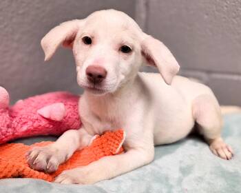 Lumi -  Border Collie Dog for Adoption in Gainesville, Texas - Lumi | PetCurious