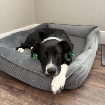 Border Collie and Mixed Breed Dogs Available for Adoption in Nampa, Idaho - Potato | PetCurious