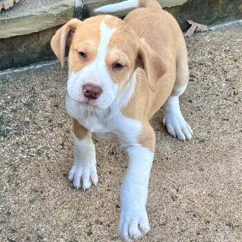 Terrier Dogs Available for Adoption - Swayzie | PetCurious