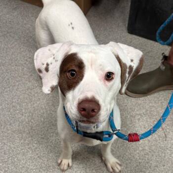 Mixed Breed Dogs Available for Adoption in Englewood, Florida - Louie | PetCurious