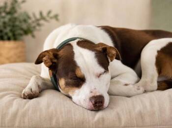 Samuel (Sammy) -  American Staffordshire Terrier Dog for Adoption in Houston, Texas - Samuel (Sammy) | PetCurious